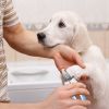 Dog Nail Clippers Pet Stainless Steel Grooming Tool Free Nail File