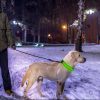 LED Dog Collar USB Rechargeable Adjustable Dog Safety Night Safety Flashing Luminous Light up