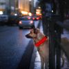 LED Dog Collar USB Rechargeable Adjustable Dog Safety Night Safety Flashing Luminous Light up