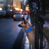 LED Dog Collar USB Rechargeable Adjustable Dog Safety Night Safety Flashing Luminous Light up