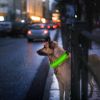 LED Dog Collar USB Rechargeable Adjustable Dog Safety Night Safety Flashing Luminous Light up