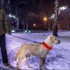 LED Dog Collar USB Rechargeable Adjustable Dog Safety Night Safety Flashing Luminous Light up
