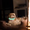 LED Dog Collar USB Rechargeable Multi-Color Lighting Safety Glow Dog Collar Night Walking