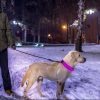 LED Dog Collar USB Rechargeable Adjustable Dog Safety Night Safety Flashing Luminous Light up